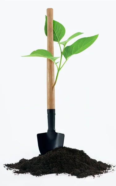 Shovel with a little plant and ground on white background — Stock Photo, Image