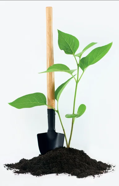 Schop met een beetje plant en grond — Stockfoto