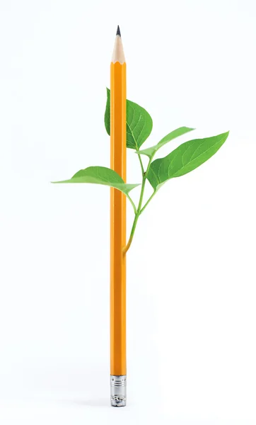 铅笔和芽菜 — 图库照片