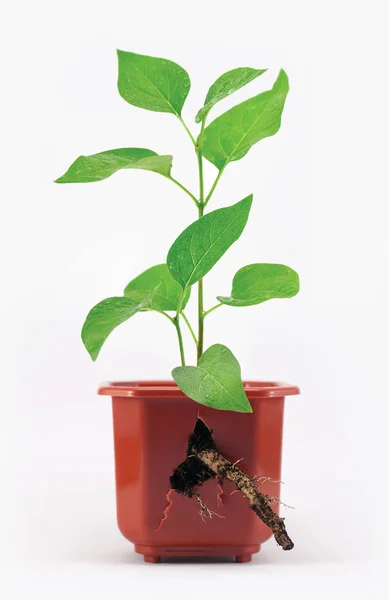 Sprout with root and broken flower pot — Stock Photo, Image