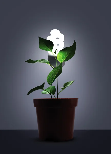 Sprout in flower pot with white light bulb — Stock Photo, Image