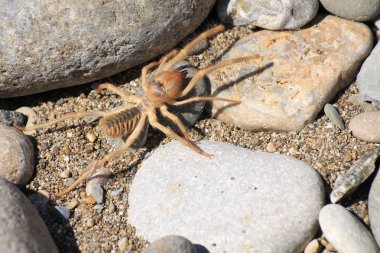 deve örümcek ya da solfugid