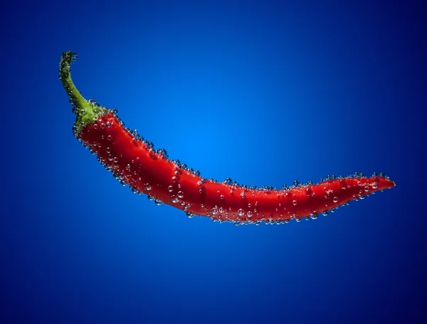 Chili pepper into water on blue — Stock Photo, Image