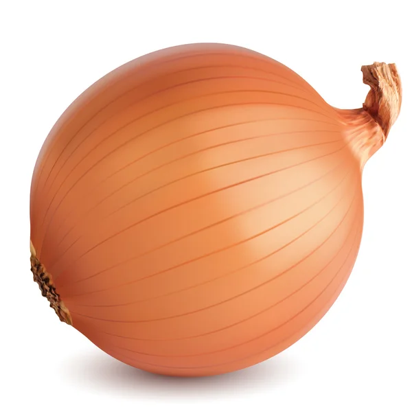 Onion isolated. Vector illustration — Stock Vector