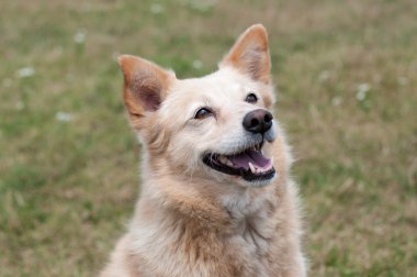 portre genç köpek