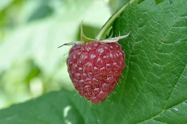 Framboise — Photo