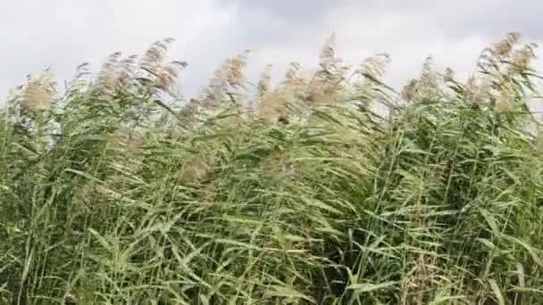 Wiatry wieją przez trzciny cukrowej — Wideo stockowe