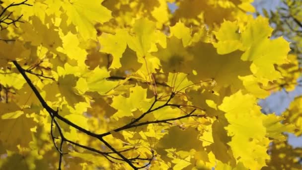 Drzewo klon. drzewo klon żółty, kołysząc się w wiatr — Wideo stockowe