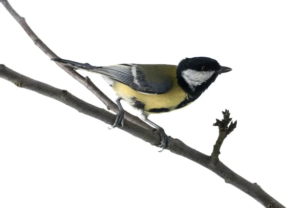 Tit oiseau sur brindille. Isolé sur blanc — Photo