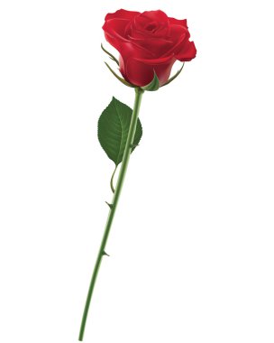 Red Rose isolated on white, vector illustration clipart