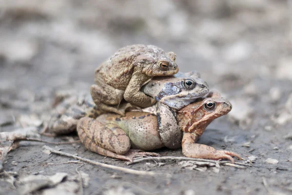 Three frogs — Stock Photo, Image