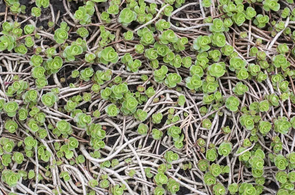 Aeonium canariense. Fondo de flor verde — Foto de Stock
