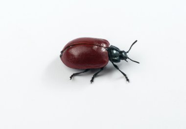 beyaz izole böceği. kırpma yolu