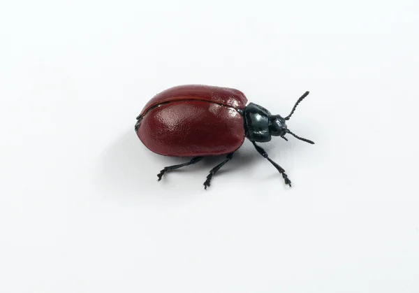 Escarabajo aislado en un blanco. Ruta de recorte —  Fotos de Stock