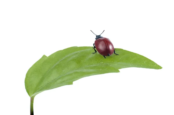 Kever op groene blad geïsoleerd op een witte achtergrond. — Stockfoto