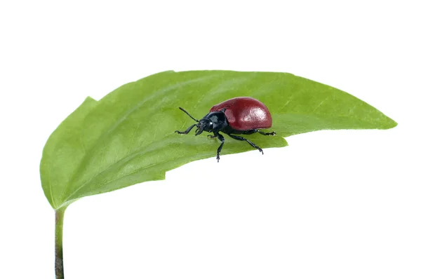 Kever op groene blad geïsoleerd op een witte achtergrond. — Stockfoto