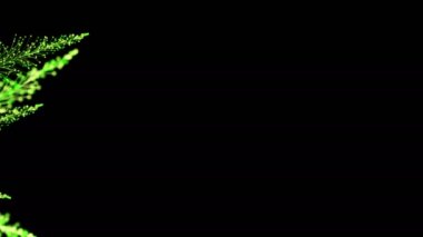 Siyah arka planda dinamik ve zarif bir şekilde büyüyen parlak renkli dalların şık bir animasyonu. Büyülü muhteşem bitki örtüsü. Herhangi bir tasarımın mükemmel arkaplanı ve ögesi