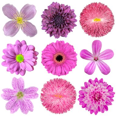 izole çeşitli pembe, mor, kırmızı çiçek koleksiyonu