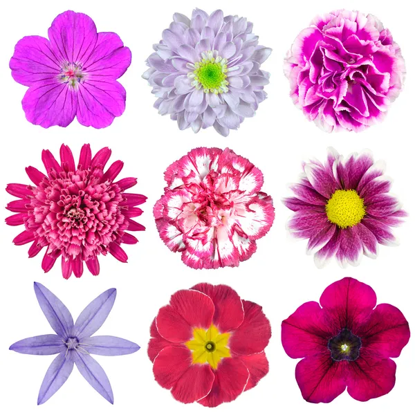 Zbiór dziewięciu różnych kwiatów, różowy, fioletowy, czerwony na białym tle — Zdjęcie stockowe
