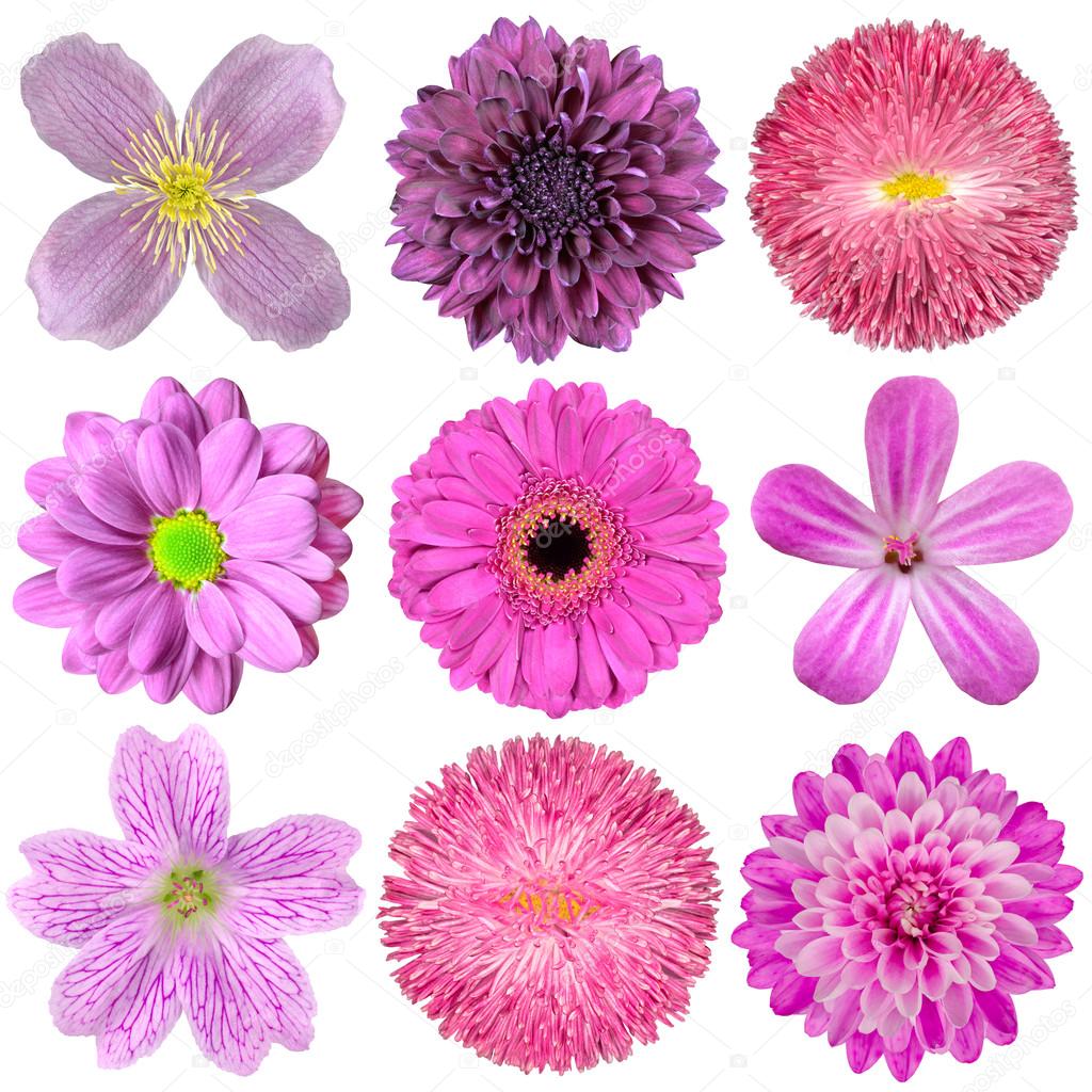 Collection of Various Pink, Purple, Red Flowers Isolated