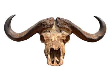 kafatası üzerinde beyaz izole bir Afrika Buffalo