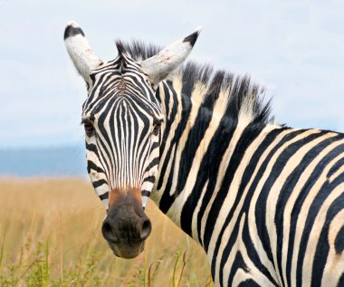Closeup zebra'nın kafasına merakla arıyorsunuz