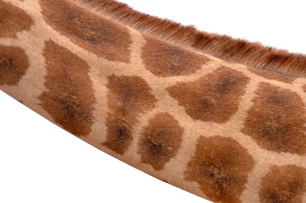 Closeup on Giraffe's neck Isolated on White — Stock Photo, Image