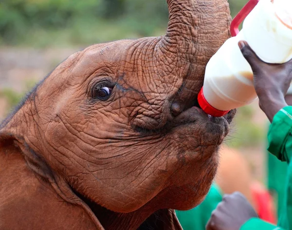 Babyolifant voeden uit een fles melk — Stockfoto