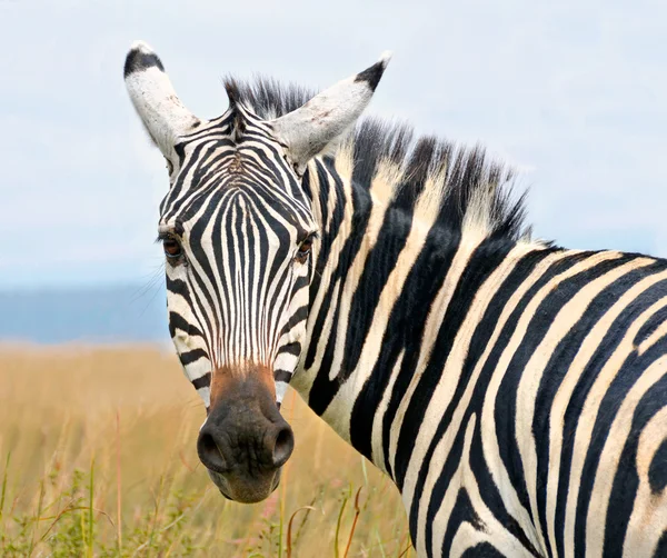 Closeup on zebra's head looking curiously — Stock Photo, Image