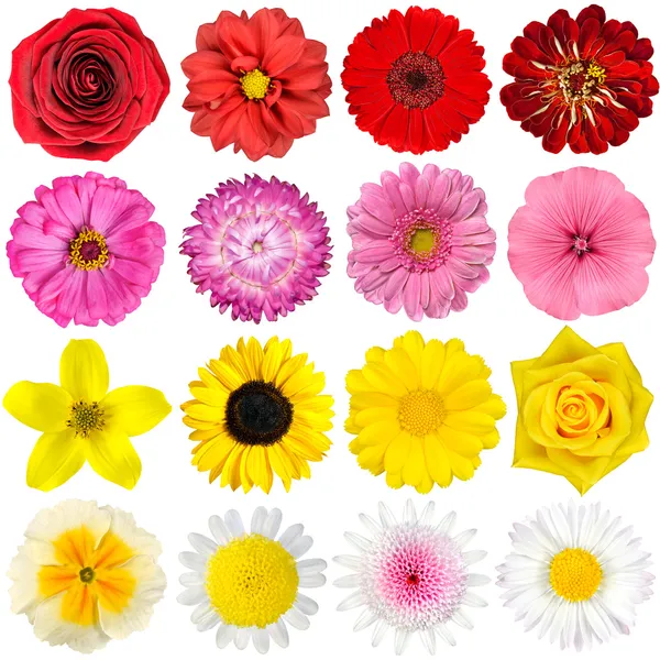 Große Auswahl an verschiedenen Blüten isoliert auf weiß — Stockfoto
