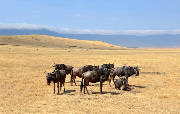 ngorongoro krateri Safari wildebeest duran grubu