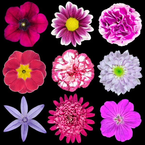 Dziewięć różnych kwiatów, różowy, fioletowy, czerwony na czarnym tle — Zdjęcie stockowe