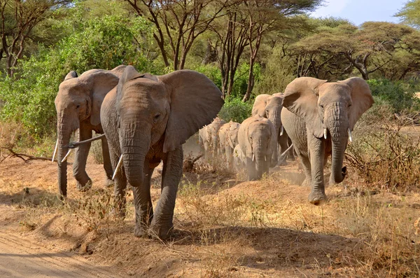 Grote groep van olifanten lopen in lake manyara — Stockfoto