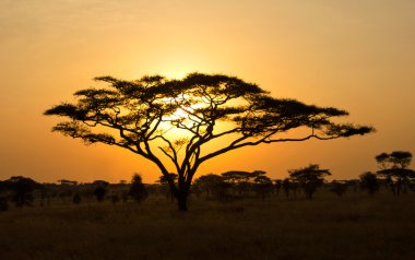 serengeti içinde bir akasya ağacının içinden shinning yükselen güneş