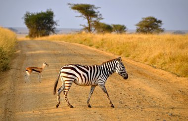 Genç zebra geçerken yol antilop Safari ile