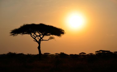 Tek akasya ağacı Afrika shinning yükselen güneş