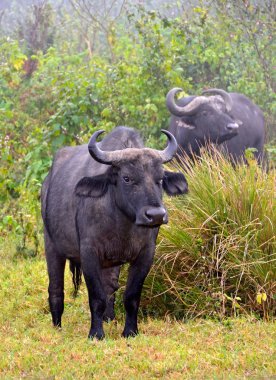 Orman çim üzerinde sakince Afrika manda duran