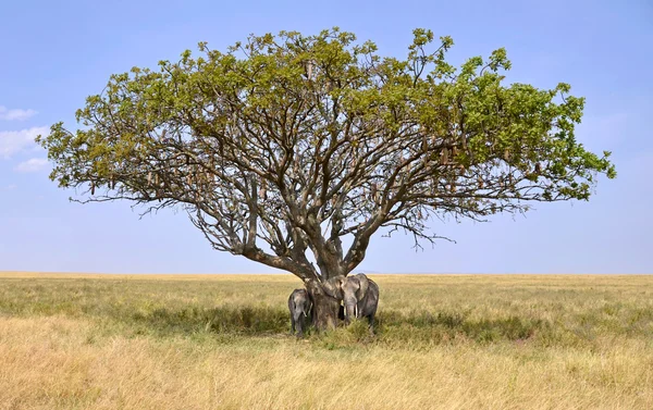 Familie van olifanten verbergen een schaduw van acacia-boom — Stockfoto