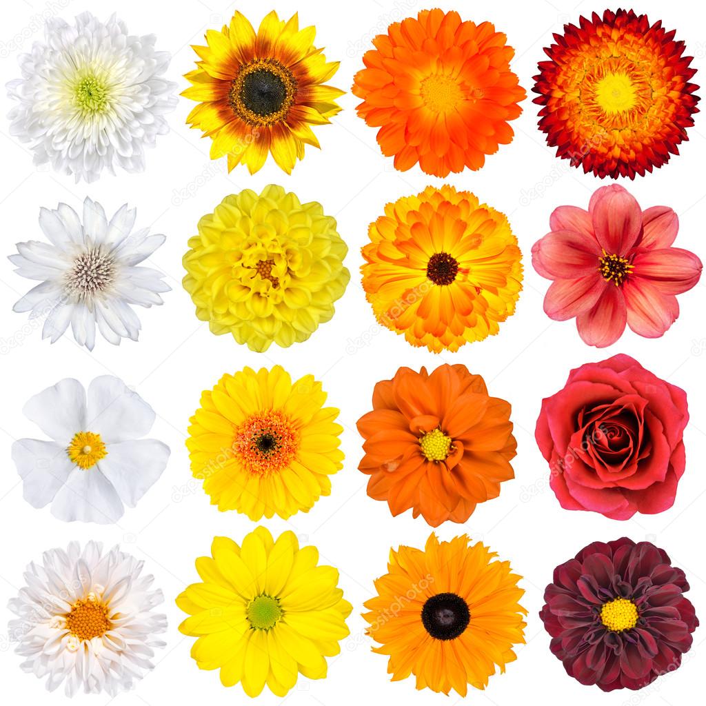 Various White, Yellow, Orange and Red Flowers Isolated on White — Stock