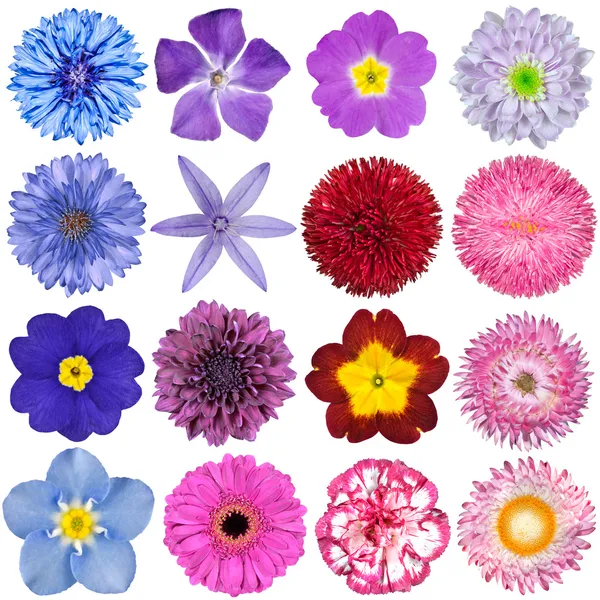 Gran selección de flores de colores aislados sobre fondo blanco —  Fotos de Stock