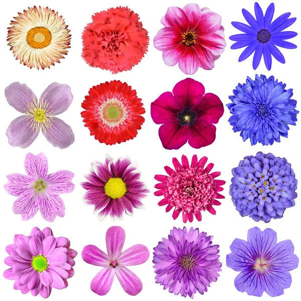 Big Selection of Colorful Flowers Isolated on White Background — Stock Photo, Image