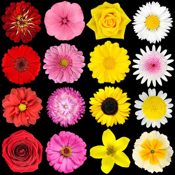 Siyah üzerine izole çeşitli beyaz, sarı, pembe ve kırmızı çiçekler — Stok fotoğraf