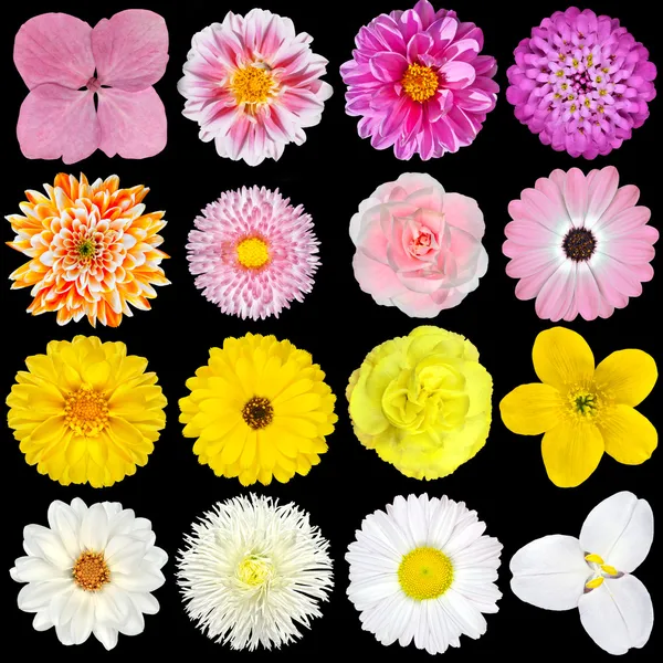 Grote selectie roze, gele en witte bloemen geïsoleerd — Stockfoto