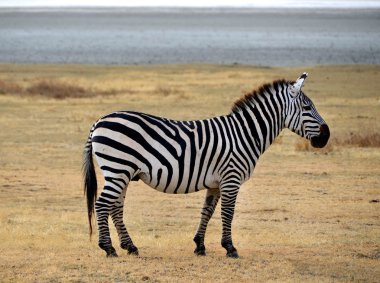 Safari-poz ve merakla bakıyor zebra