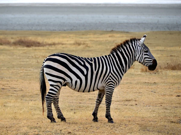 Safari-zebra pozowanie i ciekawie wyglądający — Zdjęcie stockowe