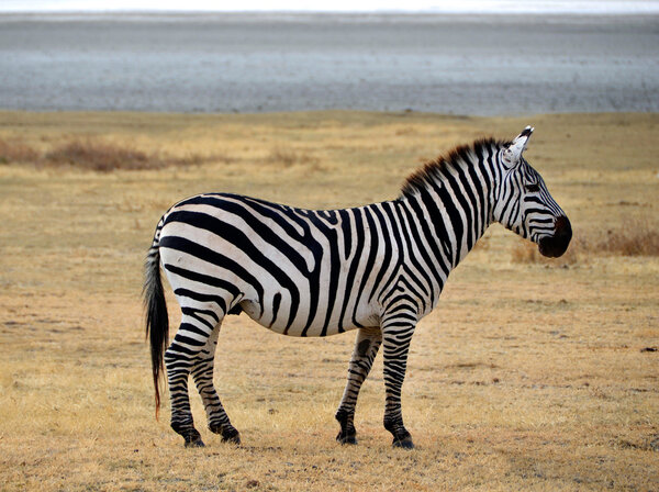 Safari-Zebra posing and curiously looking
