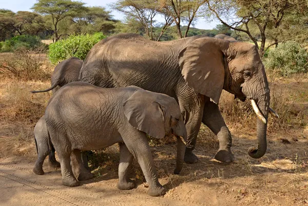 Family of elephants walking along the road — Stock Photo, Image