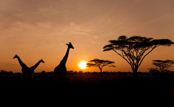 Setting sun with silhouettes of Giraffes on Safari