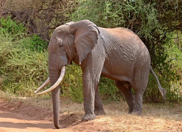 Großer männlicher Elefant überquert die Straße — Stockfoto