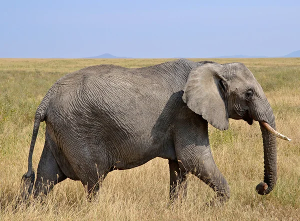 Vrouwelijke olifant lopen in droog gras — Stockfoto